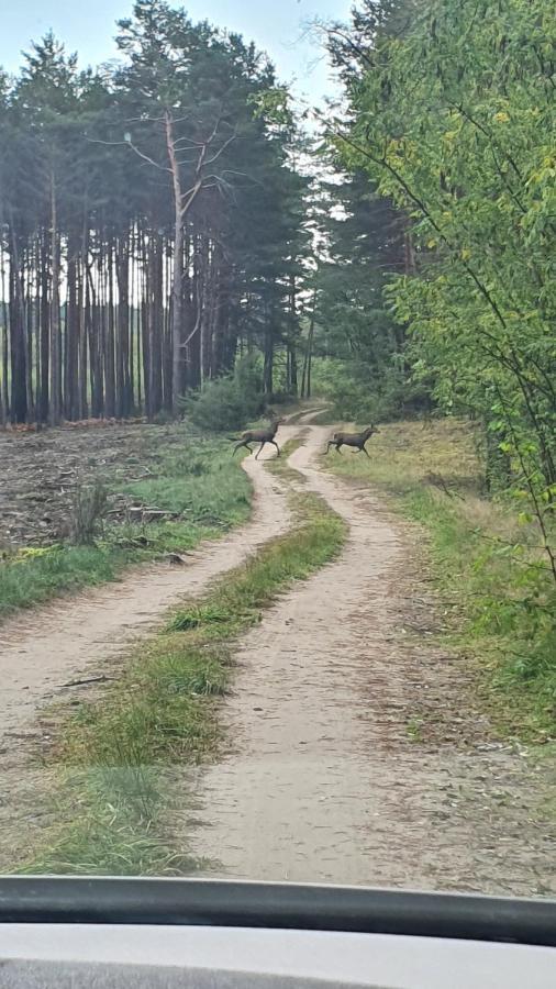 Domki Przy Obrze Skwierzyna Экстерьер фото